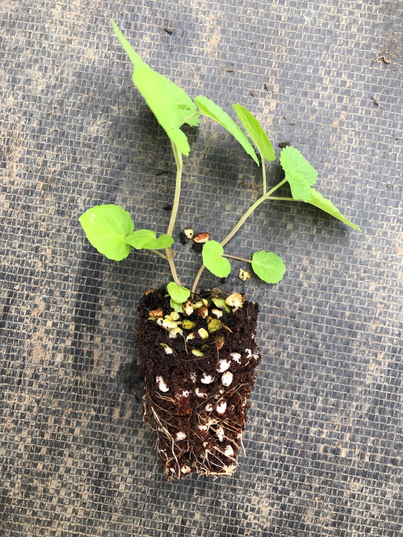 May include: A small green plant with several leaves growing out of a brown pot with white pebbles and roots.