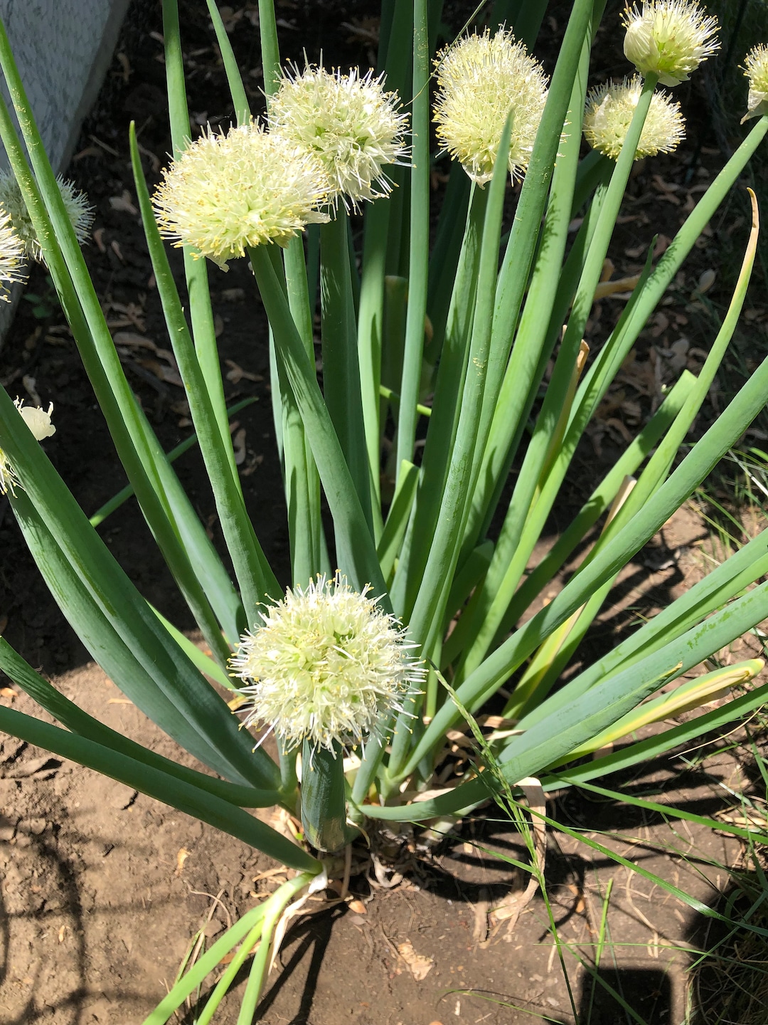 Green Onion Seeds Evergreen Herb Seeds USA Grown Non Gmo Etsy