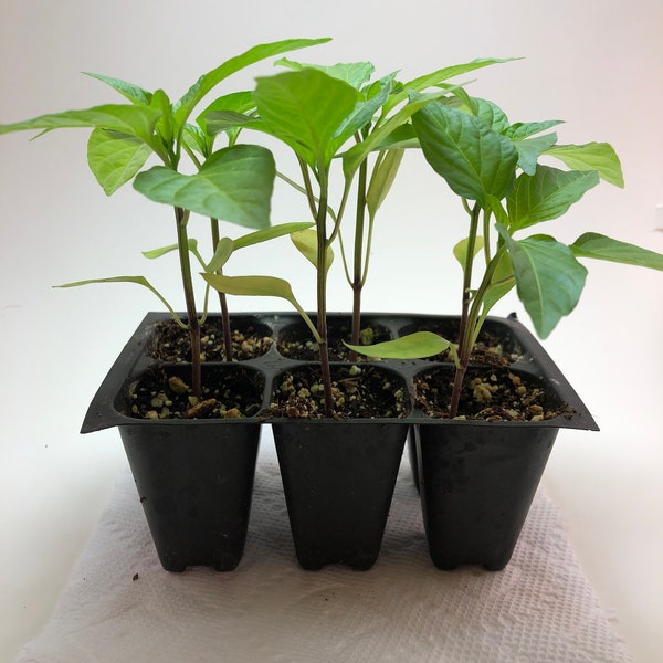 Jalapeno Live Plants - Seedlings/Plugs- 3"- 6" tall - 30-50 days old, Ready to transplant, Non Gmo, USA Grown