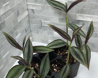 Silver Inch Plant (Tradescantia Zebrina) - Starter house plant - Tropical House Plant - Rooted and Ready to Grow - Ideal Plant Home Decor