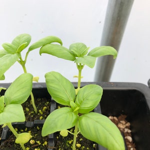 Basil Herb Live Plants - Seedlings/Plugs- 3"- 6" tall - 30-50 days old, Ready to transplant, Non Gmo, USA Grown