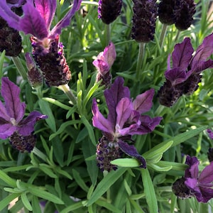 Lavender Transplant Plant - Etsy
