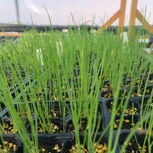Chive Live Plant - Seedlings/Plugs and Plants - 3"- 12" tall - 30-60+ days old, (ALL 3” seedlings require you to purchase 2 plants!)