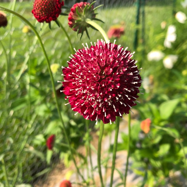 Scabiosa Flower Seeds - Fire King - Flower Seeds - Non GMO - USA Grown