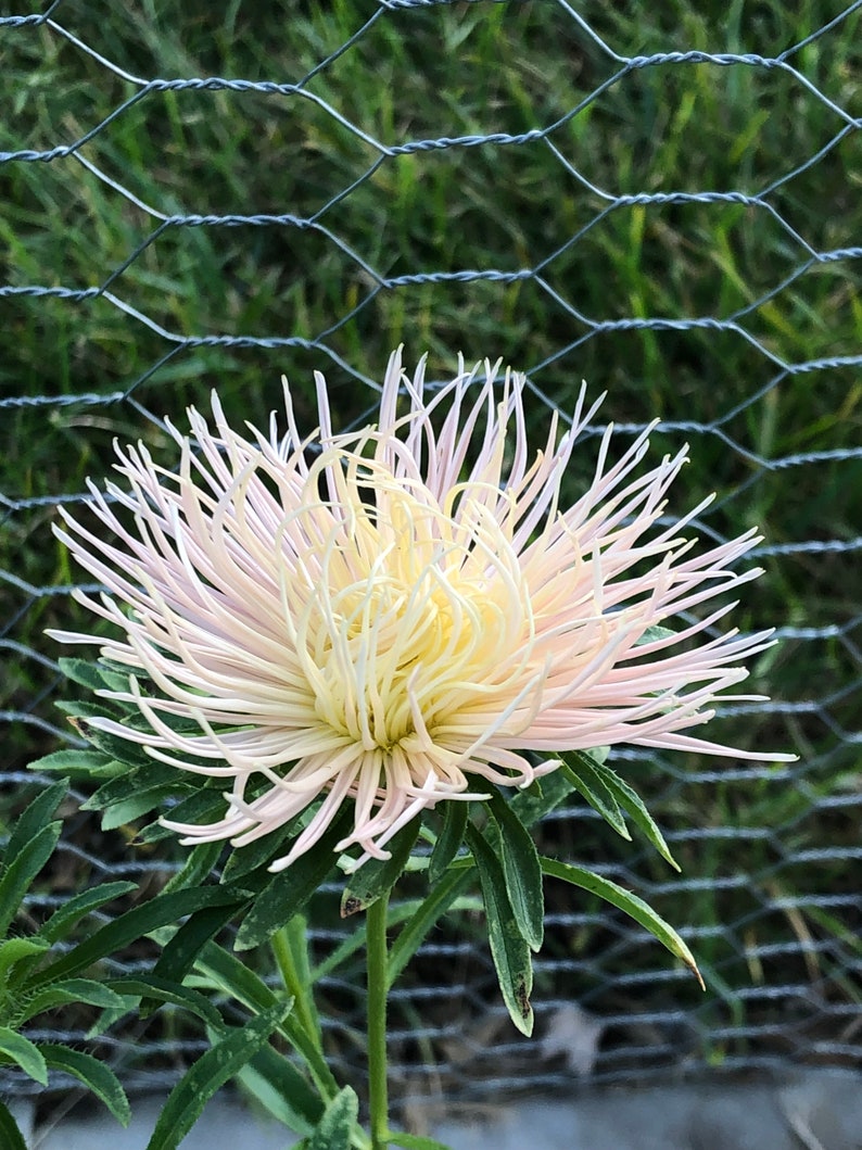 K&ouml;nnte beinhalten: Eine zarte wei&szlig;e und rosafarbene Aster-Blume mit einer stacheligen, gefiederten Textur bl&uuml;ht vor einem Hintergrund aus einem Drahtzaun.
