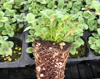 Oregano Live Plants - Seedlings/Plugs- 2"- 3" tall - 40-60 days old, Ready to transplant, Non Gmo, USA Grown