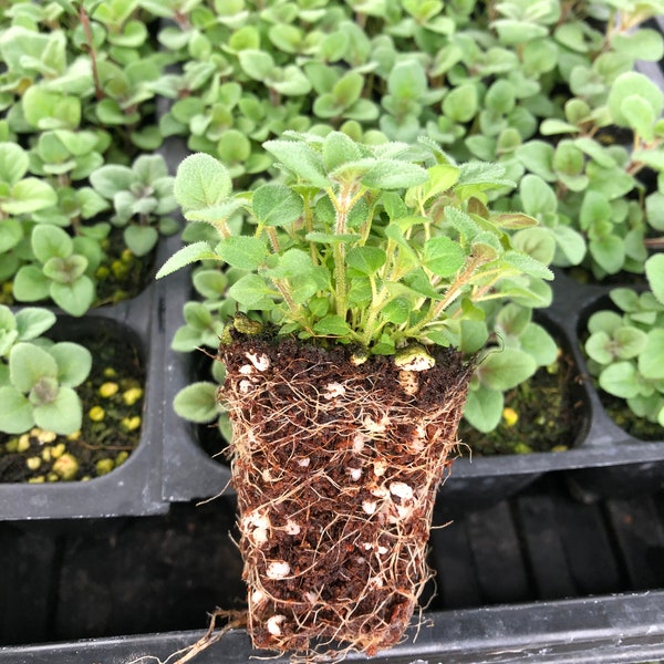 Oregano Live Plants - Seedlings/Plugs- 2"- 3" tall - 40-60 days old, Ready to transplant, Non Gmo, USA Grown