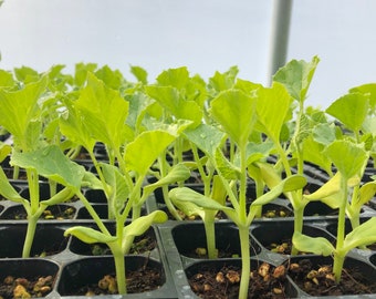 Cantaloupe Live Plants - Seedlings/Plugs- 3"- 5" tall - 30-50 days old, Ready to transplant, Non Gmo, USA Grown