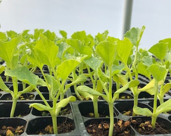 Cantaloupe Live Plants - Seedlings/Plugs- 3"- 5" tall - 30-50 days old, Ready to transplant, Non Gmo, USA Grown