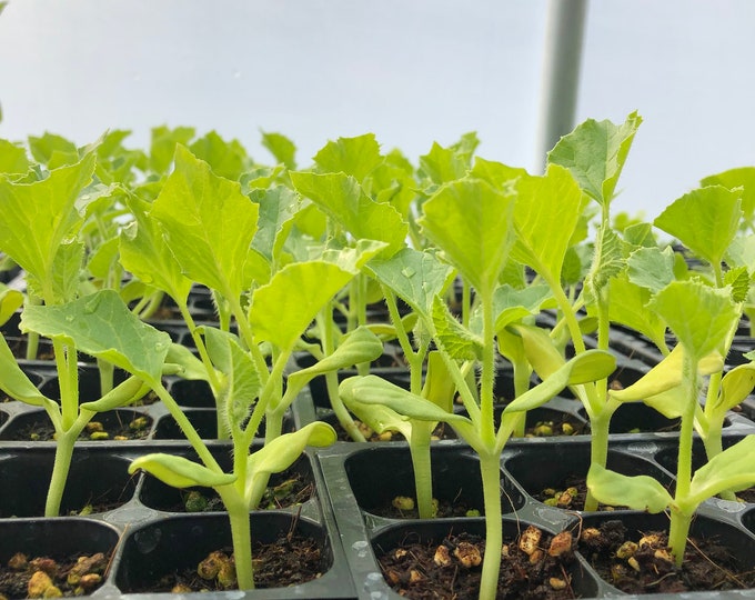 cantaloupe-live-plant-seedlings-plugs-and-plants-3-12-tall-30