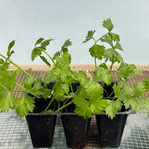 Celery Live Plant - Seedlings/Plugs and Plants - 3"- 12" tall - 30-60+ days old, (ALL 3” seedlings require you to purchase 2 plants!) image 7