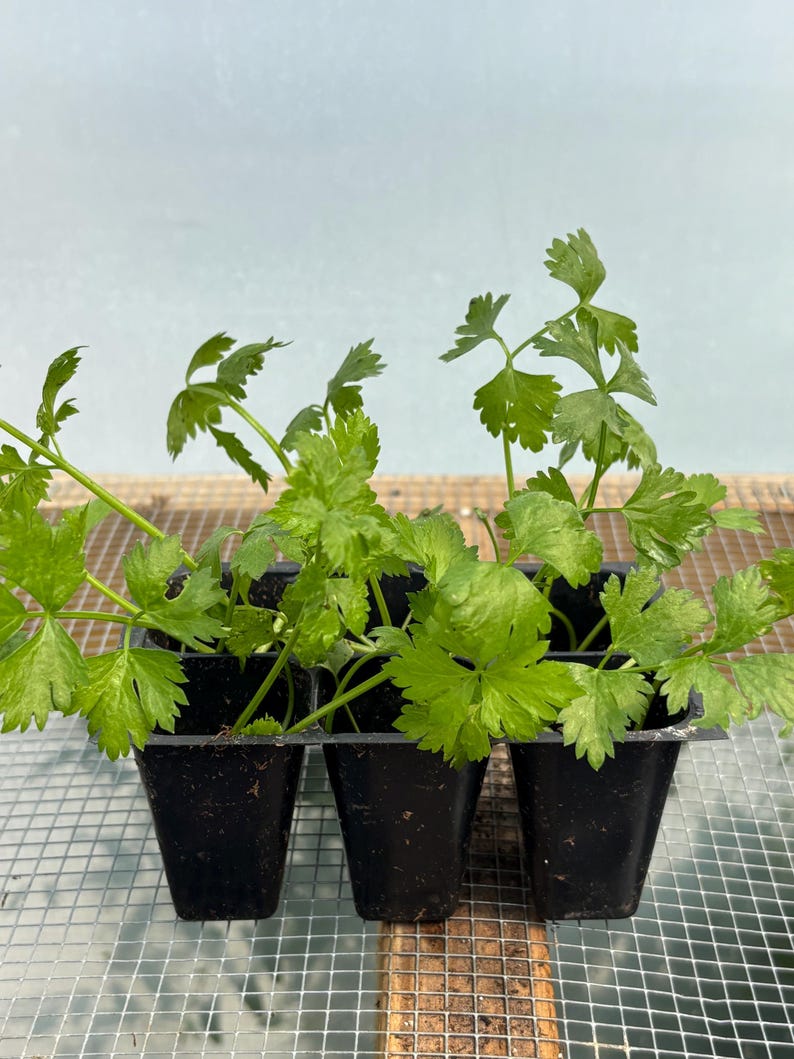 Celery Live Plant - Seedlings/Plugs and Plants - 3"- 12" tall - 30-60+ days old, (ALL 3” seedlings require you to purchase 2 plants!) image 7