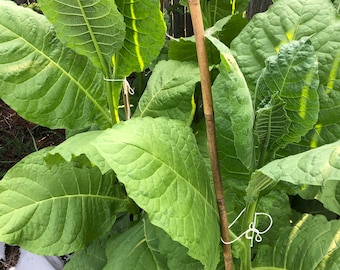 Tobacco Seeds - Havana Gold - Herb Seeds - USA Grown - Non Gmo - Fresh Herb Seeds