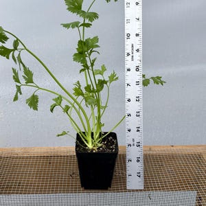 Celery Live Plant - Seedlings/Plugs and Plants - 3"- 12" tall - 30-60+ days old, (ALL 3” seedlings require you to purchase 2 plants!) 8"-12" potted
