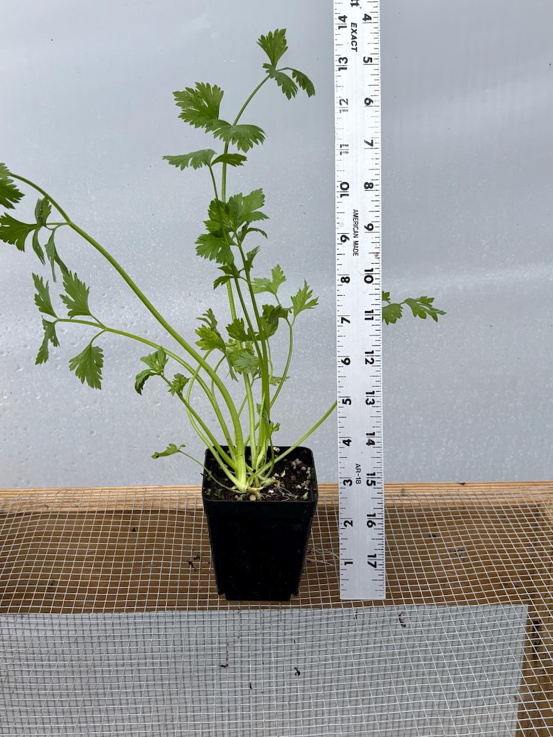 Celery Live Plant - Seedlings/Plugs and Plants - 3"- 12" tall - 30-60+ days old, (ALL 3” seedlings require you to purchase 2 plants!) 8"-12" potted