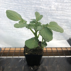 May include: A young potato plant with vibrant green, textured, compound leaves growing upright from a small, square black plastic nursery pot filled with dark soil. The plant features multiple stems and distinct, veined foliage.