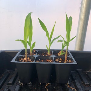 May include: Close-up of a black plastic seed tray with four young corn plants growing in individual cells. The plants have green leaves and are in the early stages of growth.