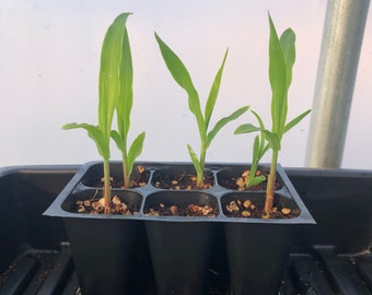 Corn Live Plants - Seedlings/Plugs- 4"- 6" tall - 30-50 days old, Ready to transplant, Non Gmo, USA Grown