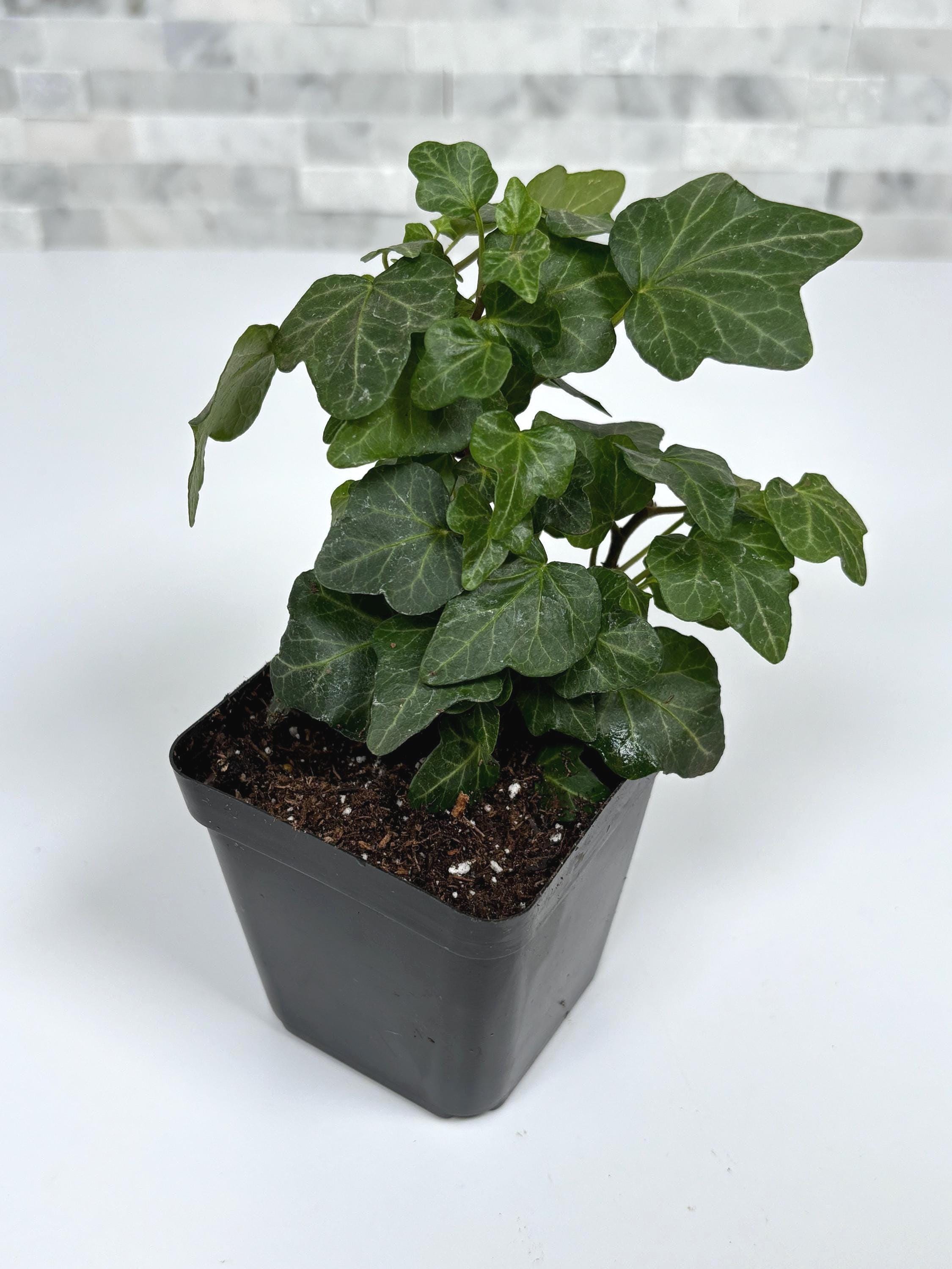 Ivy Wonder - House Plant - Starter Plant - (hedera Helix) - Etsy