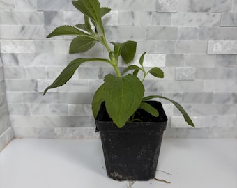 Stevia Live Plant - Seedlings/Plugs and Plants - 3"- 12" tall - 30-60+ days old, (ALL 3” seedlings require you to purchase 2 plants!)
