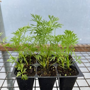 Carrot Live Plant - Seedlings/Plugs and Plants - 3"- 12" tall - 30-60+ days old, (ALL 3” seedlings require you to purchase 2 plants!)