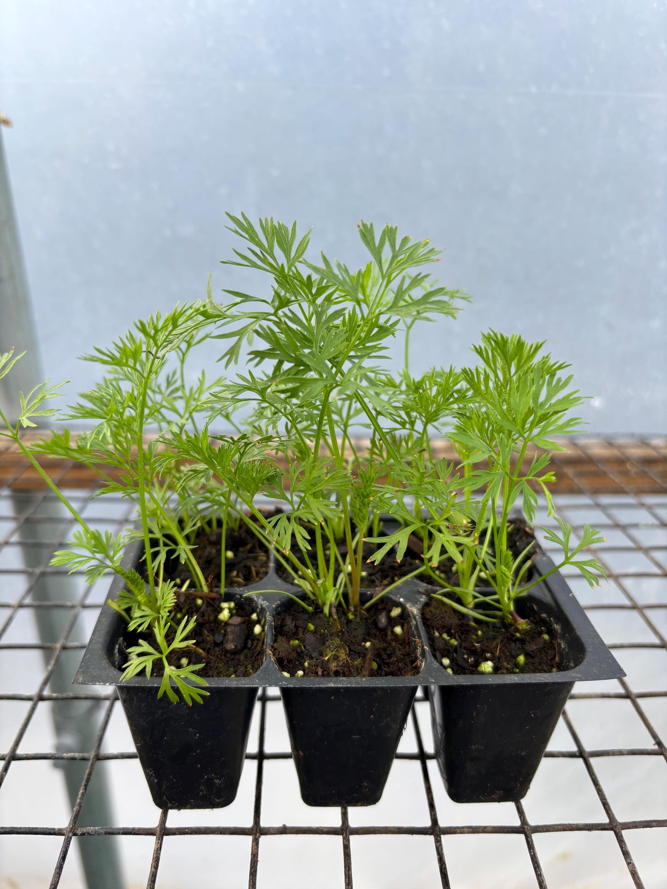 growing kits for plants Planters' Choice 9 Herb Indoor Window Garden Kit - House Plants Seeds