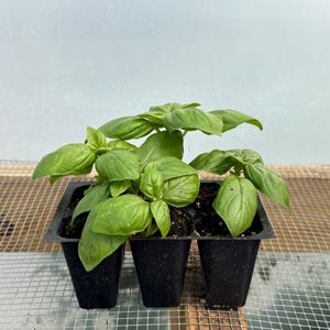 Basil Herb Live Plant - Seedlings/Plugs and Plants - 3"- 12" tall - 30-60+ days old, (ALL 3” seedlings require you to purchase 2 plants!)