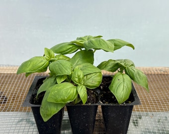 Basil Herb Live Plant - Seedlings/Plugs and Plants - 3"- 12" tall - 30-60+ days old, (ALL 3” seedlings require you to purchase 2 plants!)