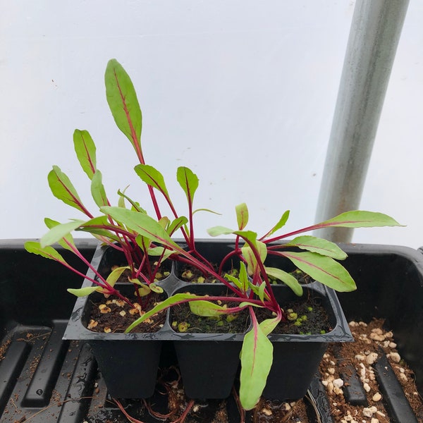 Swiss Chard Live Plants - Seedlings/Plugs- 3"- 6" tall - 30-50 days old, Ready to transplant, Non Gmo, USA Grown