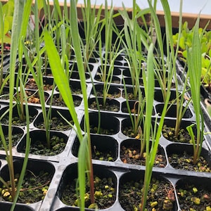 May include: A close-up view of a black plastic tray filled with small green seedlings. The seedlings are growing in individual cells and are surrounded by dark brown soil.