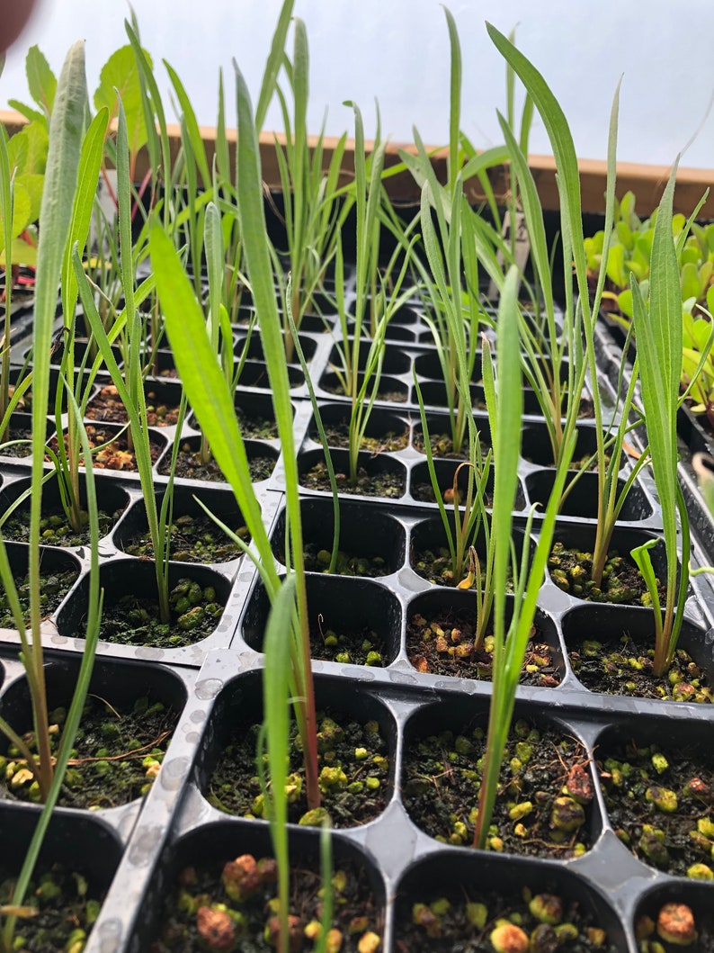 May include: A close-up view of a black plastic tray filled with small green seedlings. The seedlings are growing in individual cells and are surrounded by dark brown soil.