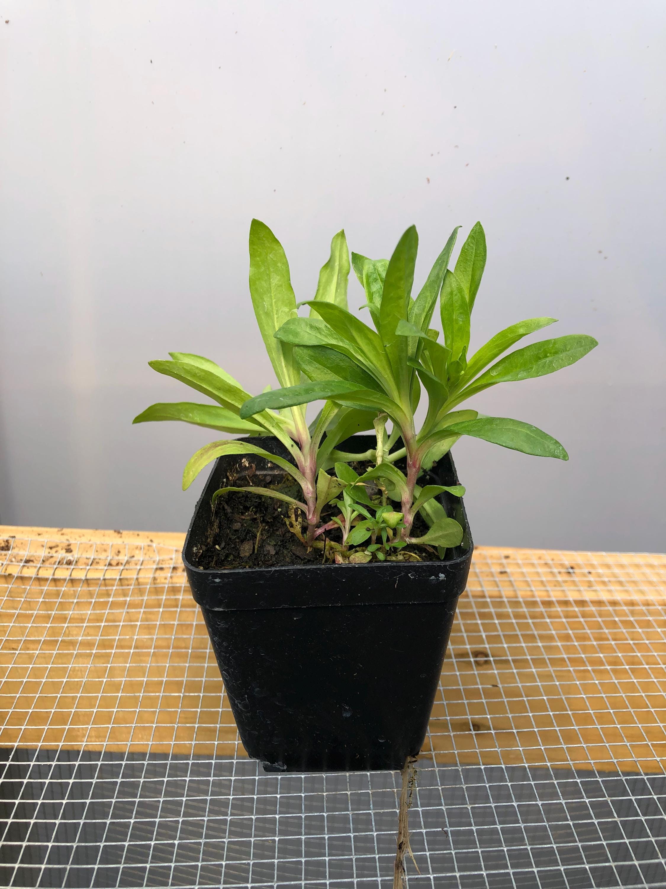 Sweet William Live Flower Plants - Seedlings/plugs- 5