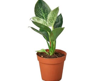 Philodendron Birkin Plant: White Pinstripe Foliage