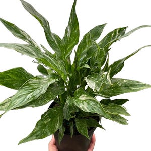 May include: A potted peace lily plant with variegated green and white leaves. The plant has long, pointed leaves with a mix of green and white patterns. The plant is in a dark brown pot, and the leaves are lush and full.