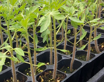 Tomato Live Plants - Seedlings/Plugs- 4"- 8" tall - 30-50 days old, Ready to transplant, Non Gmo, USA Grown