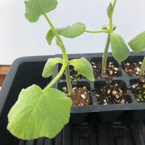 Butter Nut Squash Live Plants - Seedlings/Plugs- 4"- 6" tall - 30-50 days old, Ready to transplant, Non Gmo, USA Grown