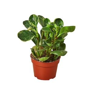 May include: A potted Peperomia plant with vibrant green leaves, some with yellow variegation, is displayed in a brown plastic pot. The plant has multiple stems and a full, lush appearance, set against a white background.