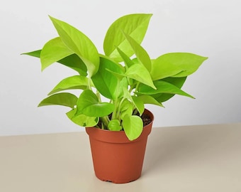 Pothos 'Neon' • Epipremnum aureum • Electric Chartreuse Glow • 6" Hanging Basket