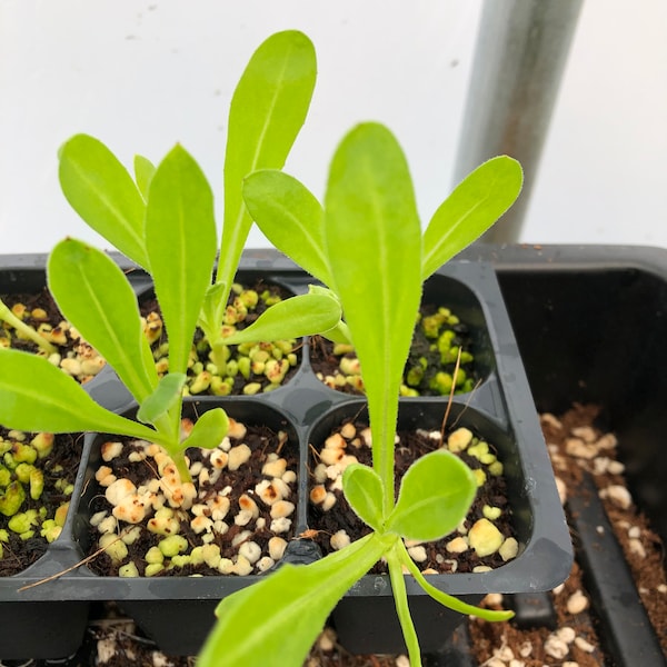 Calendula Live Plants - Seedlings/Plugs- 3"- 6" tall - 30-50 days old, Ready to transplant, Non Gmo, USA Grown