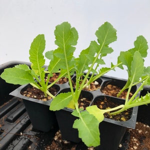 May include: A close-up shot of young green plants in a black plastic tray. The plants have several leaves with jagged edges and are growing in soil. The tray is divided into individual cells, each containing a small plant. The background is a plain white surface.