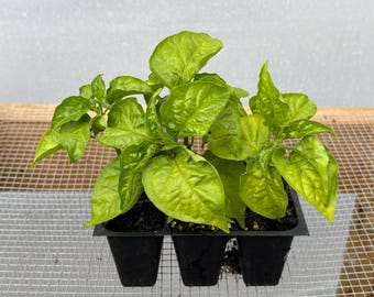 Banana Pepper Live Plant - Seedlings/Plugs and Plants - 3"- 12" tall - 30-60+ days old, (ALL 3” seedlings require you to purchase 2 plants!)