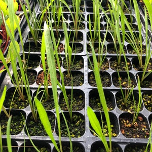 May include: A close-up of a black plastic tray filled with small green plants. The plants are growing in individual cells and have long, thin leaves.