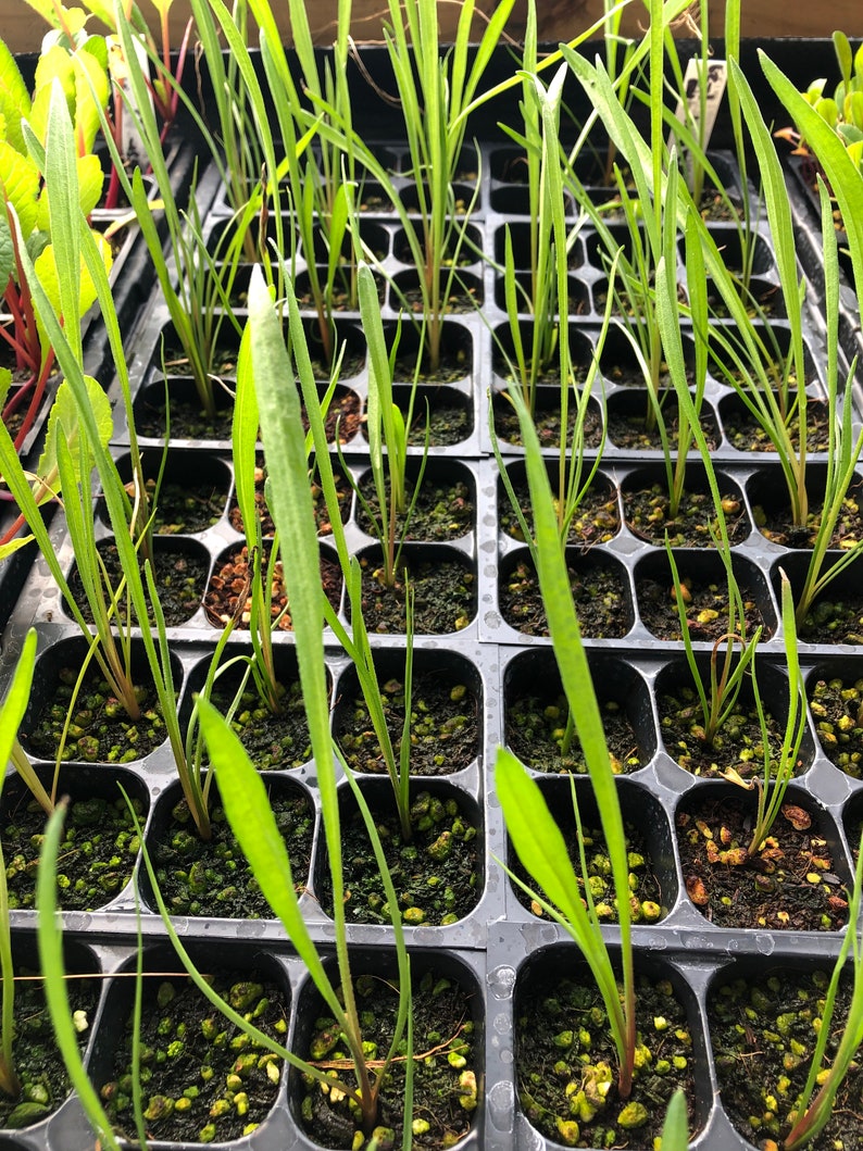 May include: A close-up of a black plastic tray filled with small green plants. The plants are growing in individual cells and have long, thin leaves.