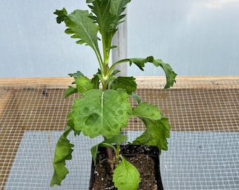 Scabiosa Live Flower Plants - Seedlings/Plugs- 5"- 12" tall - 30-50 days old, Ready to transplant, Non Gmo, USA Grown