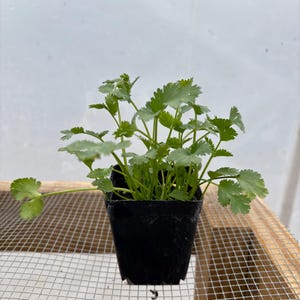 Cilantro Live Plant - Seedlings/Plugs and Plants - 3"- 12" tall - 30-60+ days old, (ALL 3” seedlings require you to purchase 2 plants!)