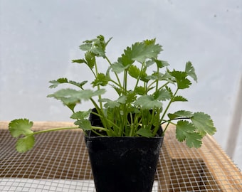 Cilantro Live Plant - Seedlings/Plugs and Plants - 3"- 12" tall - 30-60+ days old, (ALL 3” seedlings require you to purchase 2 plants!)