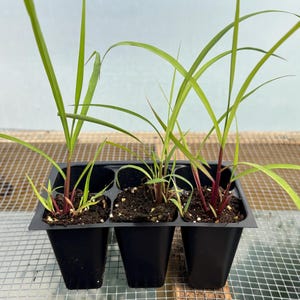 Lemon Grass Live Plant - Seedlings/Plugs and Plants - 3"- 12" tall - 30-60+ days old, (ALL 3” seedlings require you to purchase 2 plants!) image 2