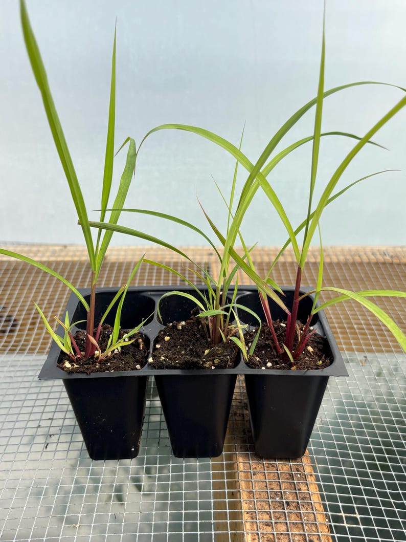 Lemon Grass Live Plant - Seedlings/Plugs and Plants - 3"- 12" tall - 30-60+ days old, (ALL 3” seedlings require you to purchase 2 plants!) image 2