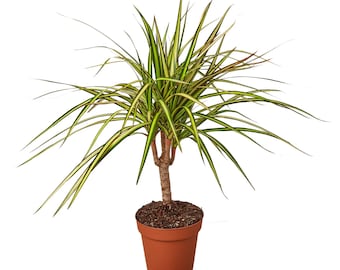 Dracaena Marginata Sunshine • Variegated Dragon Tree • Yellow Green Leaves • 6" Pot