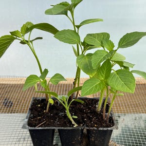 May include: A close-up shot of young green seedlings in a black plastic tray. The seedlings have vibrant green leaves and are planted in dark soil. The tray is divided into individual cells, each containing a plant. The background is a light, neutral color.